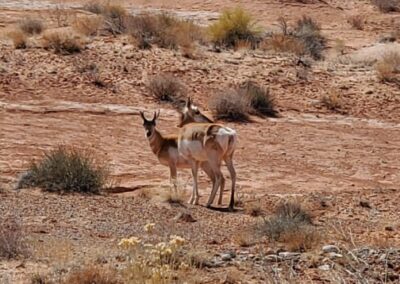 Desert Wild Life